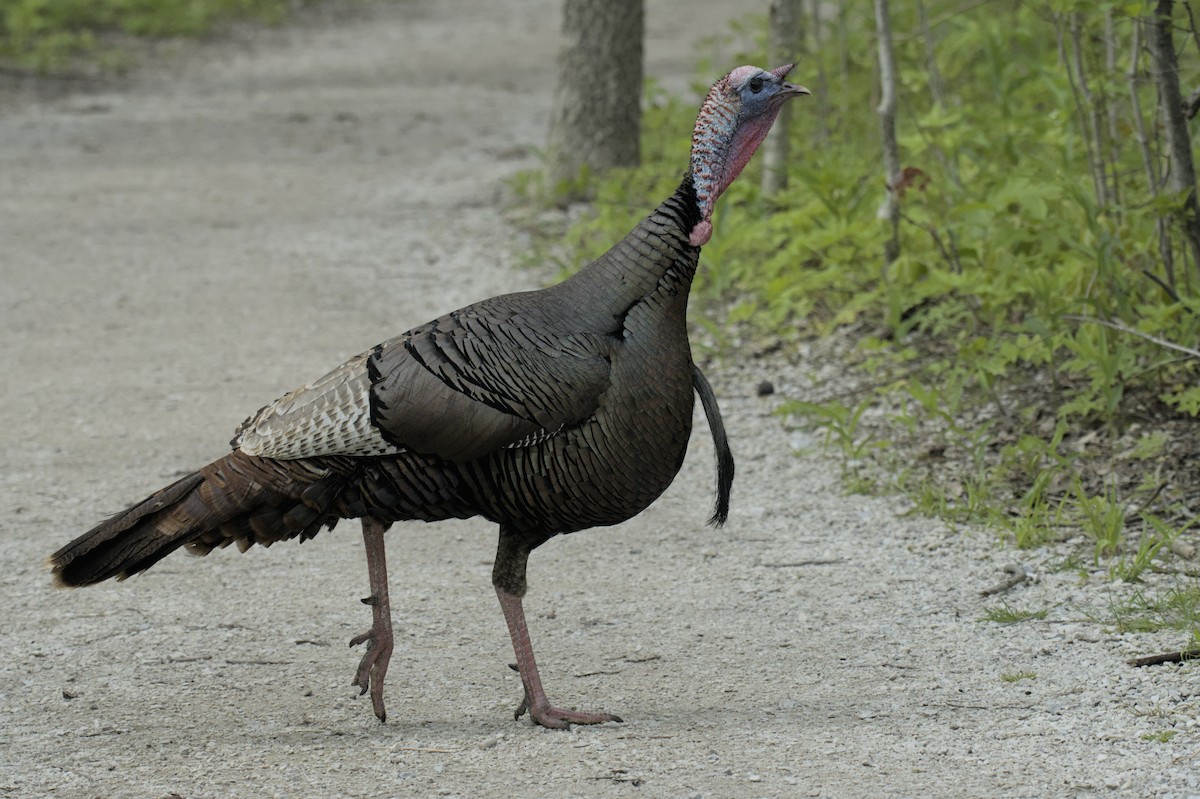 Wild Turkey - ML641753130