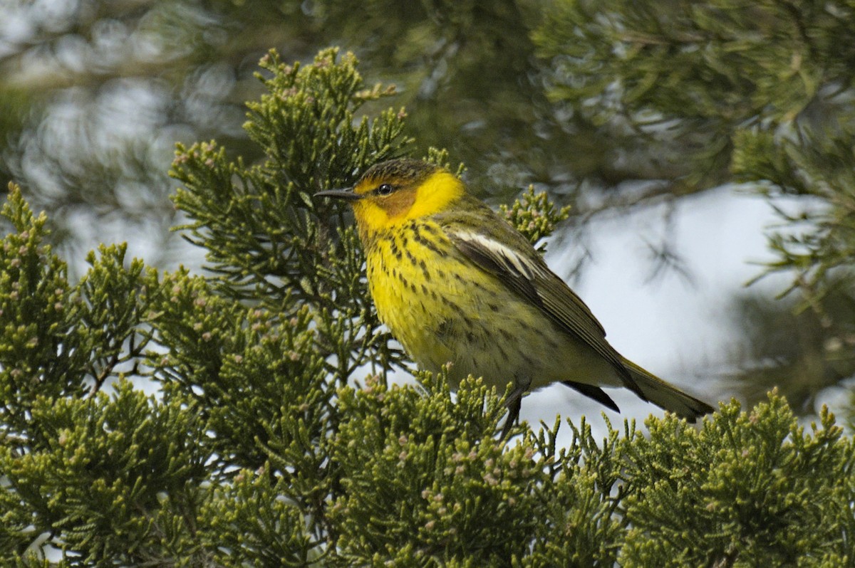 Cape May Warbler - ML641753143