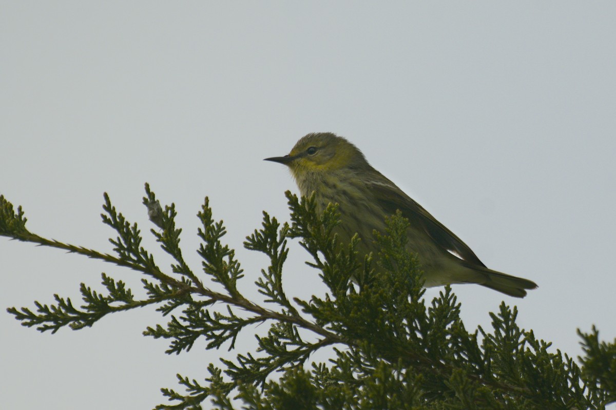 Cape May Warbler - ML641753144