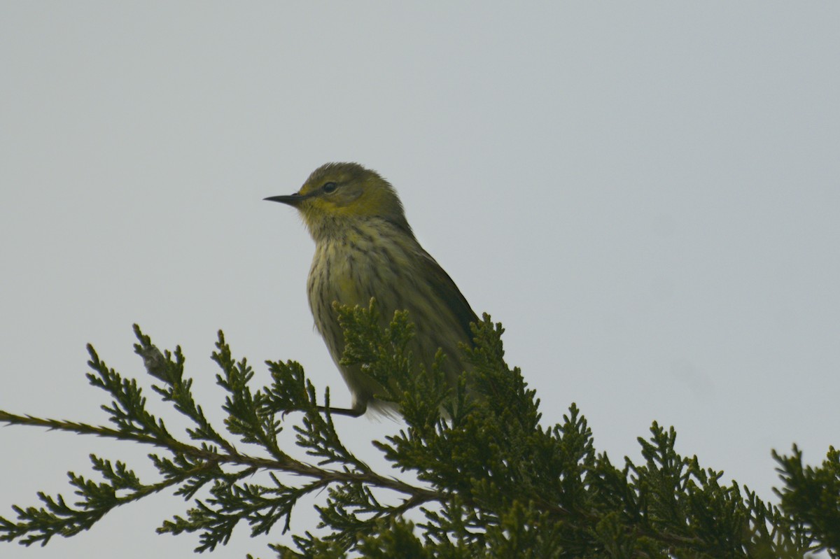 Cape May Warbler - ML641753145