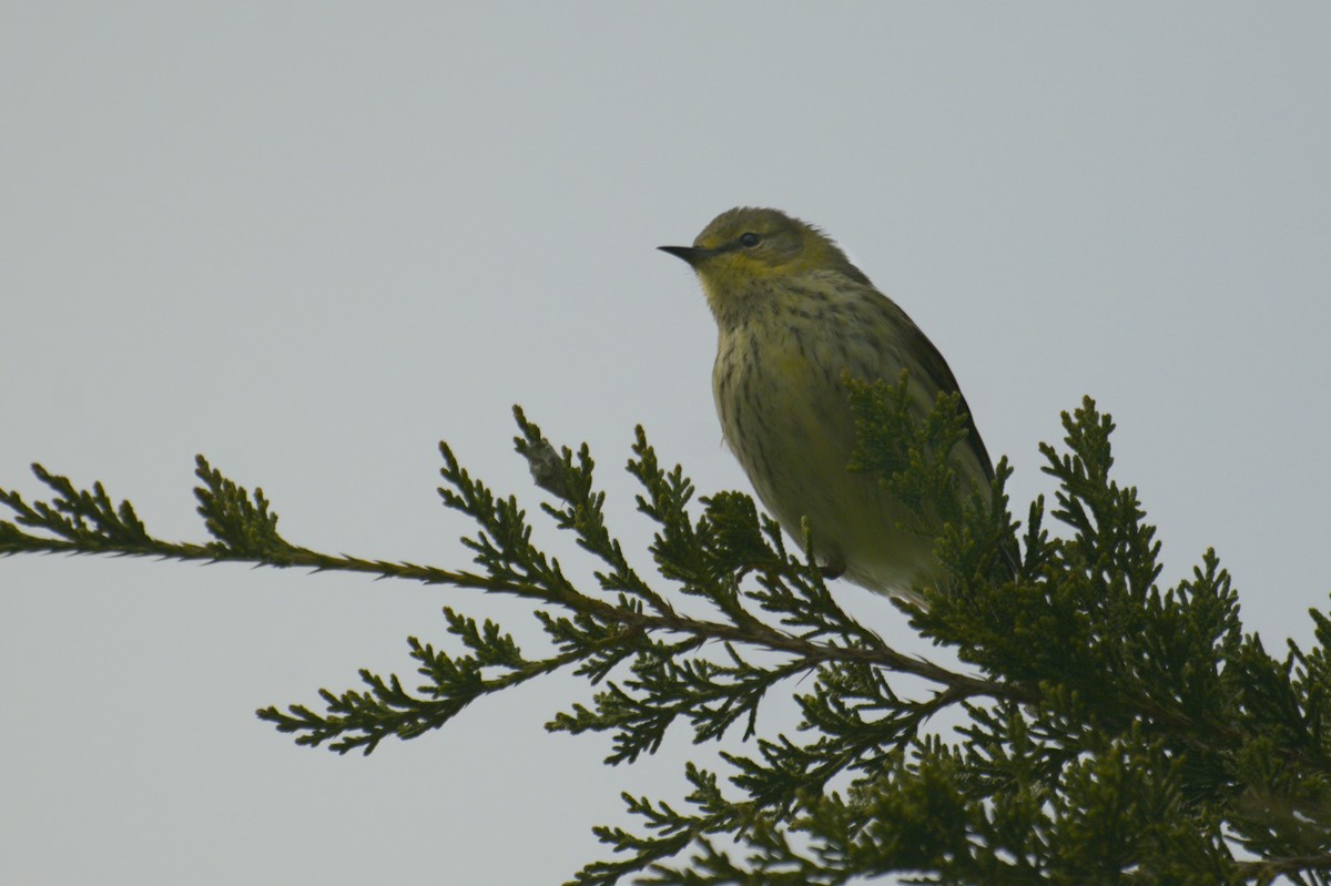 Cape May Warbler - ML641753146