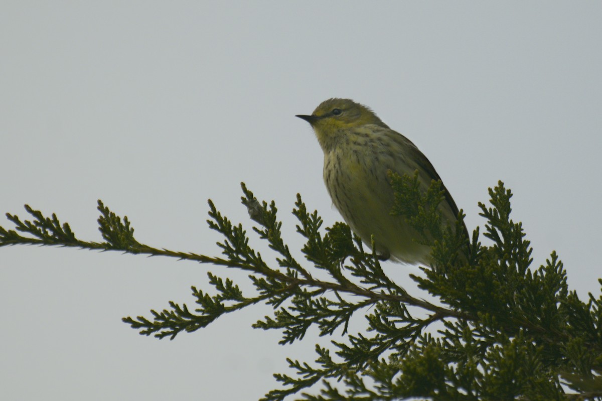 Cape May Warbler - ML641753147