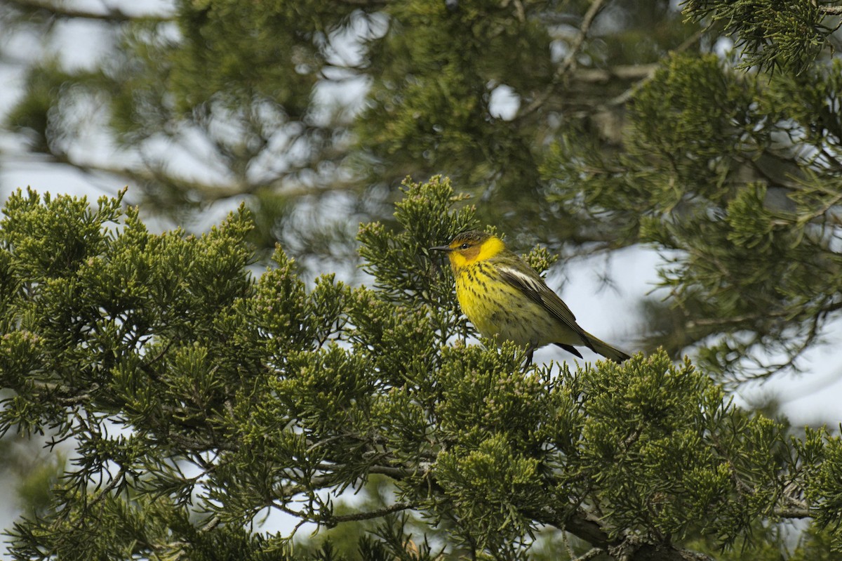 Cape May Warbler - ML641753148