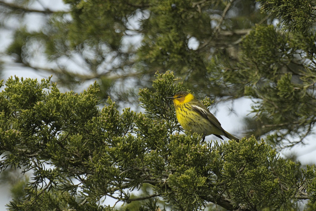 Cape May Warbler - ML641753149