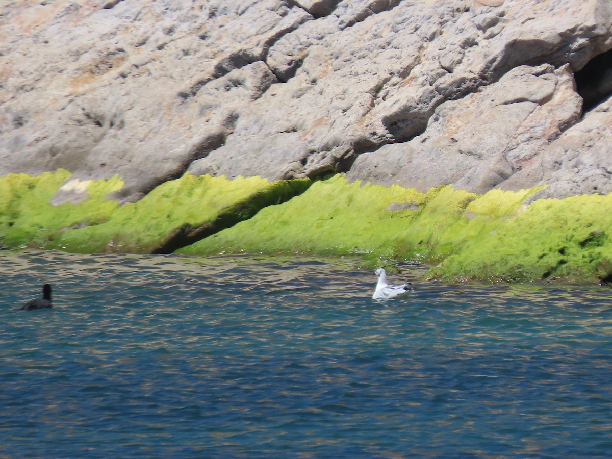 Andean Gull - ML641753156