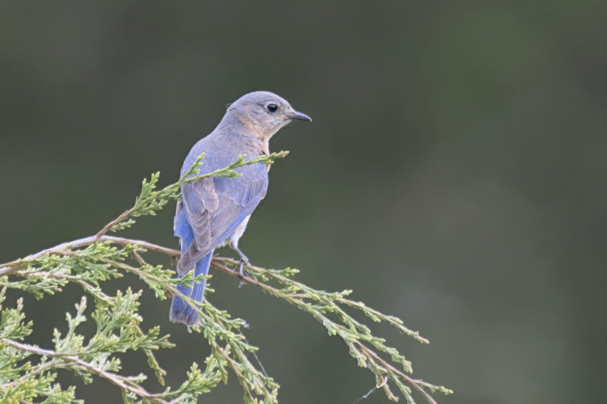 Eastern Bluebird - ML641753160
