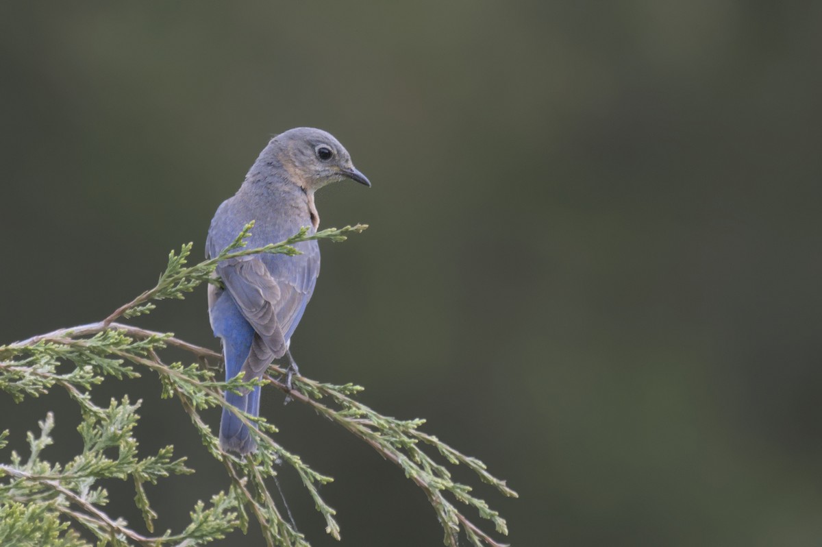 Eastern Bluebird - ML641753161