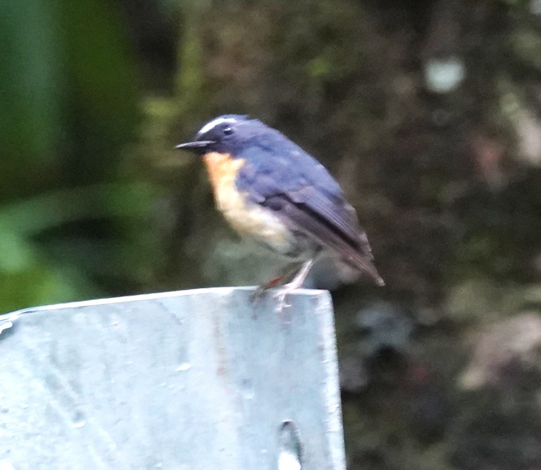 Snowy-browed Flycatcher - ML641753164