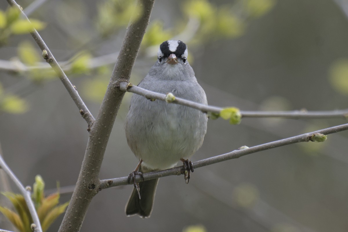 White-crowned Sparrow - ML641753167