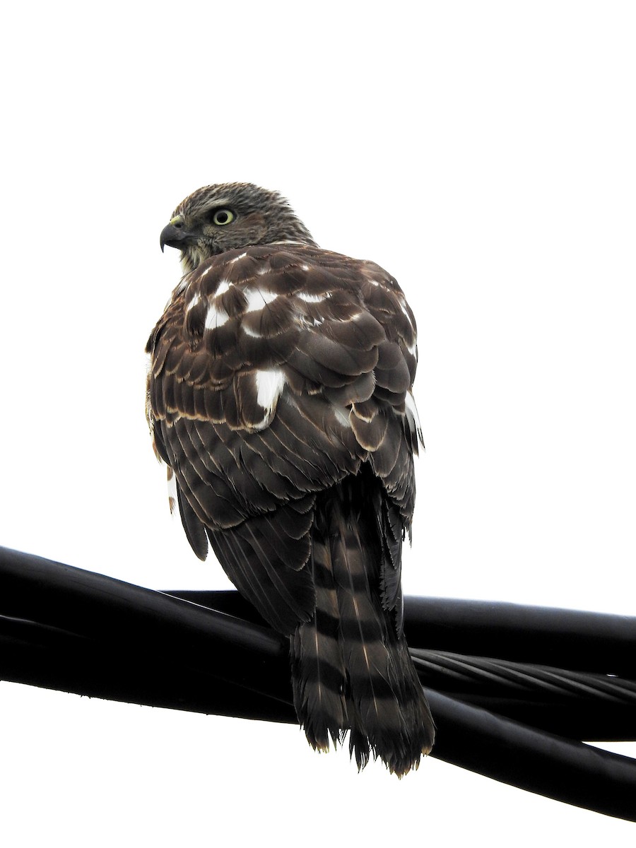 Shikra - ML641753172