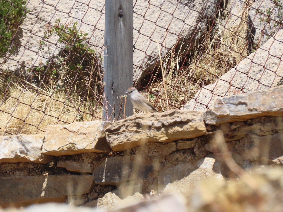 White-browed Ground-Tyrant - ML641753182