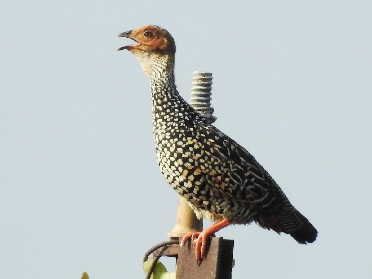 Painted Francolin - ML641753221