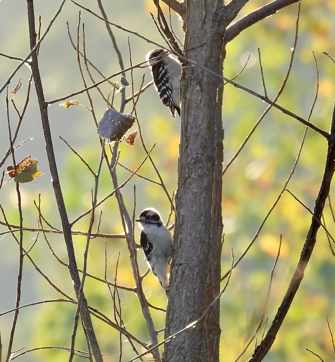 Downy Woodpecker - ML641753248