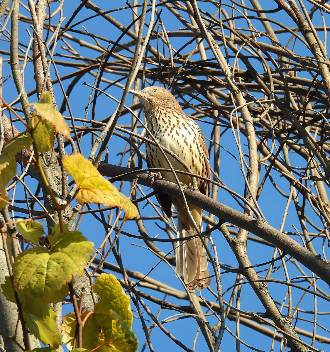Brown Thrasher - ML641753261