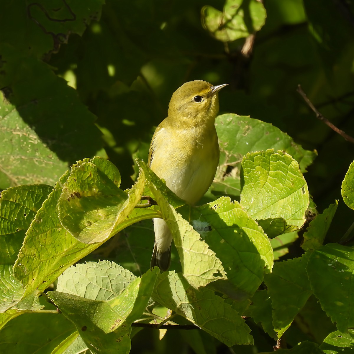 Tennessee Warbler - ML641753266