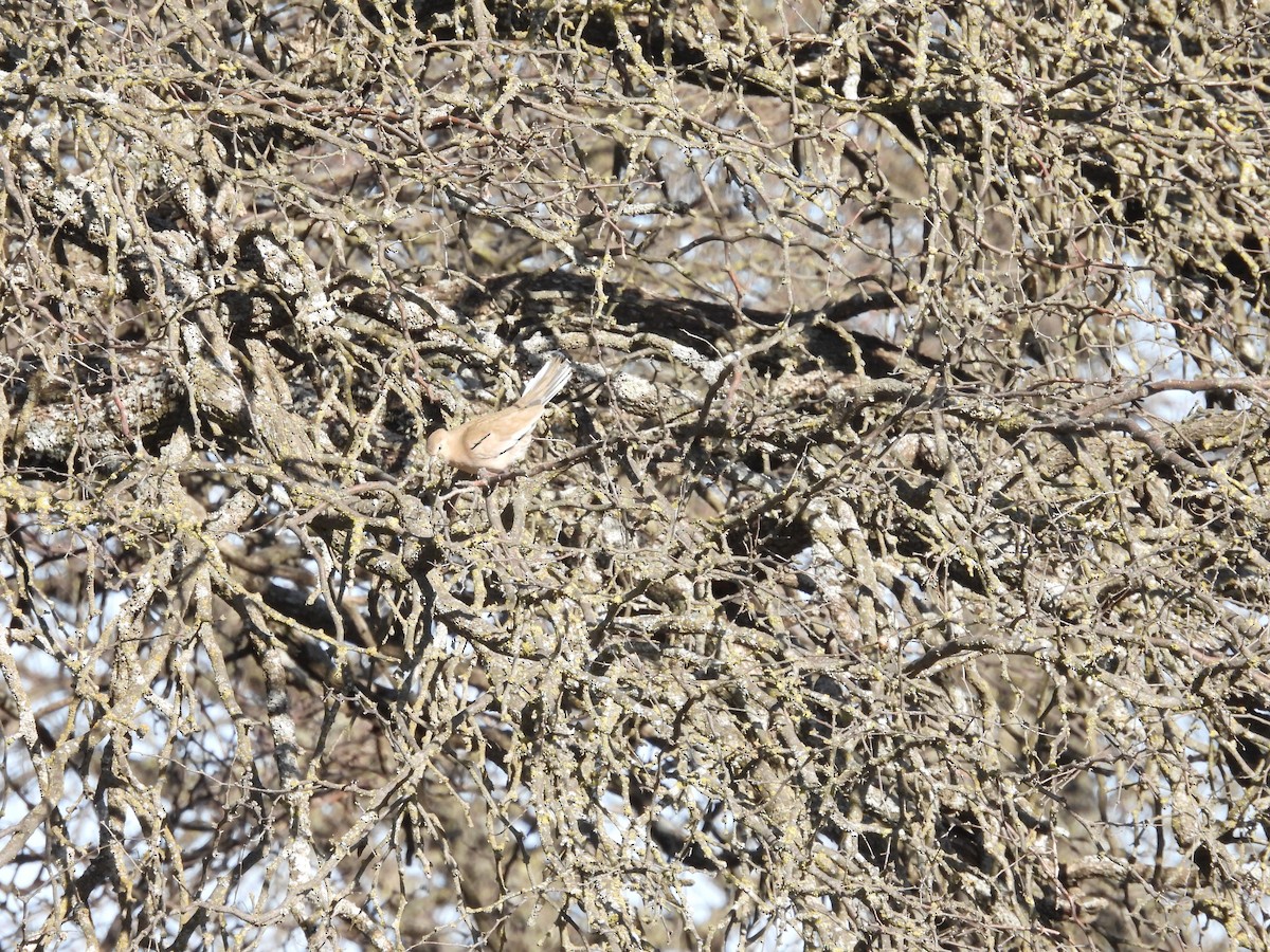 Picui Ground Dove - ML641753274