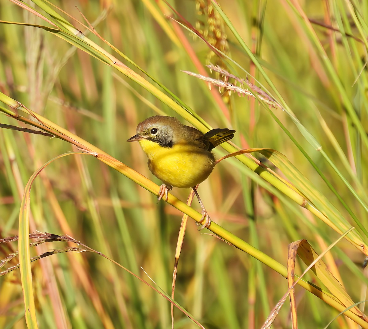 Common Yellowthroat - ML641753275