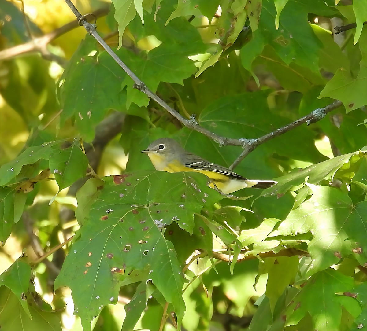 Magnolia Warbler - ML641753279