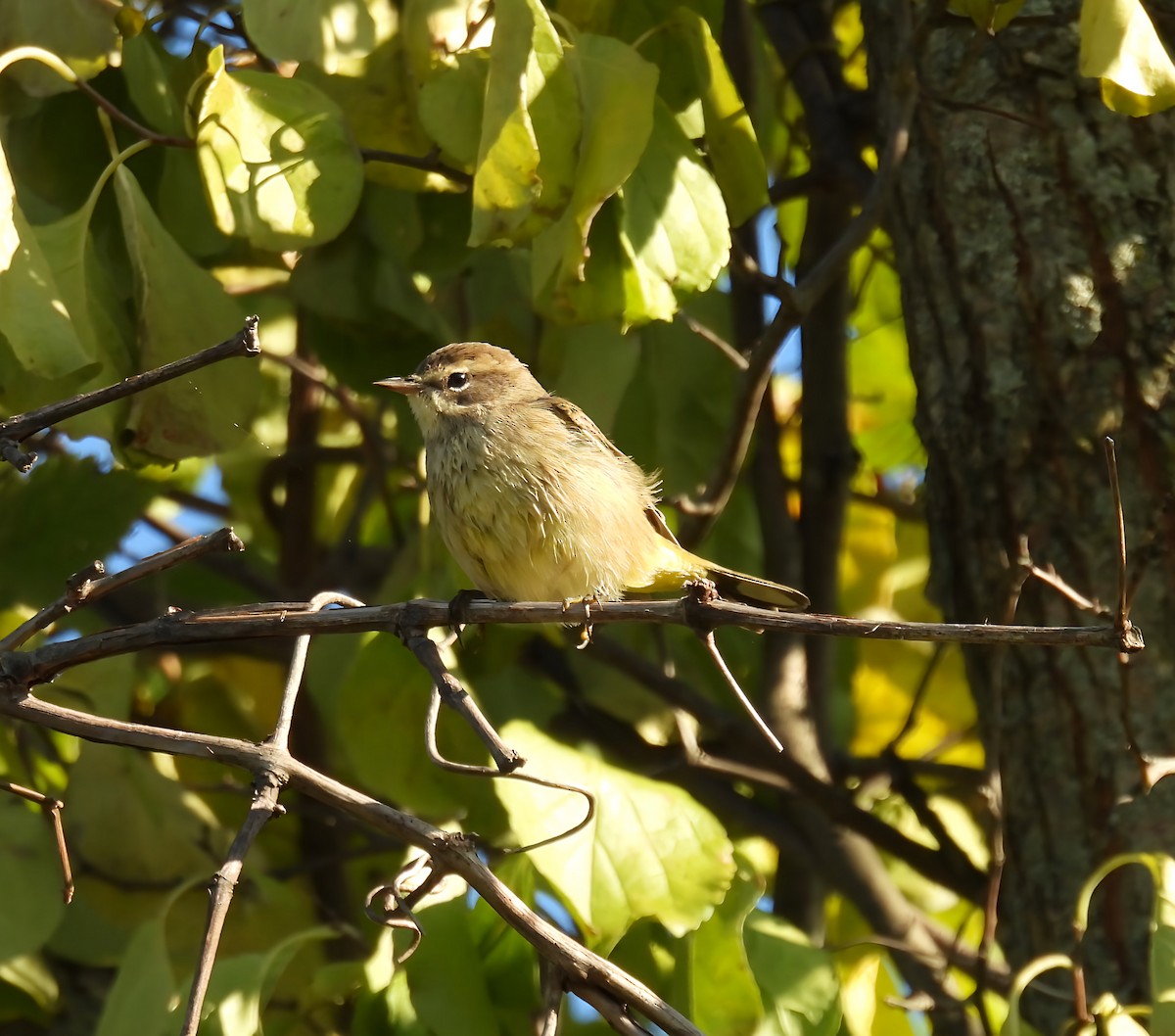 Palm Warbler - ML641753295