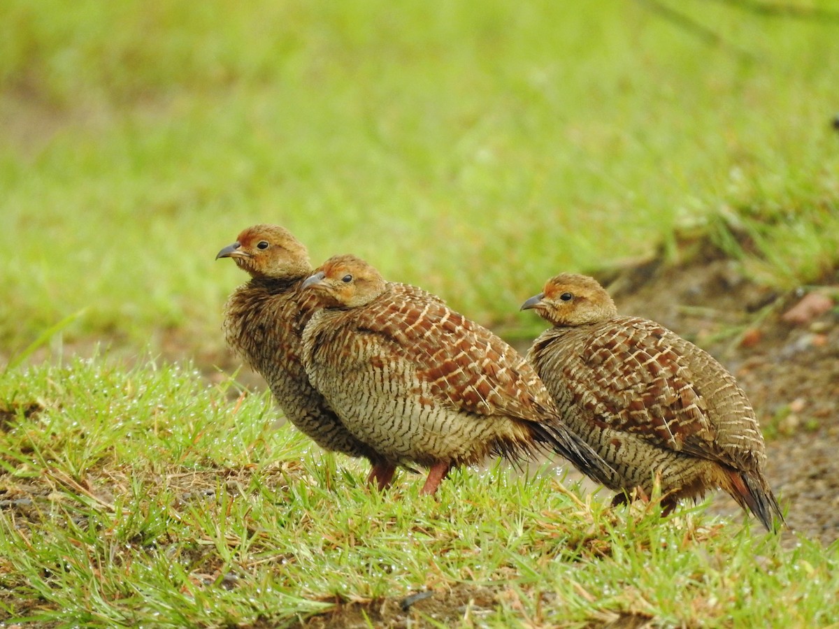 Gray Francolin - ML641753301