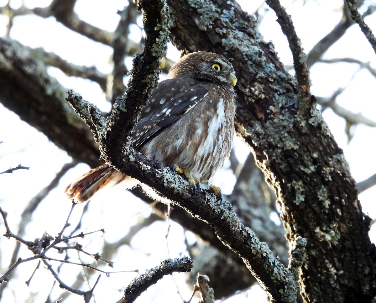 Austral Pygmy-Owl - ML641753335