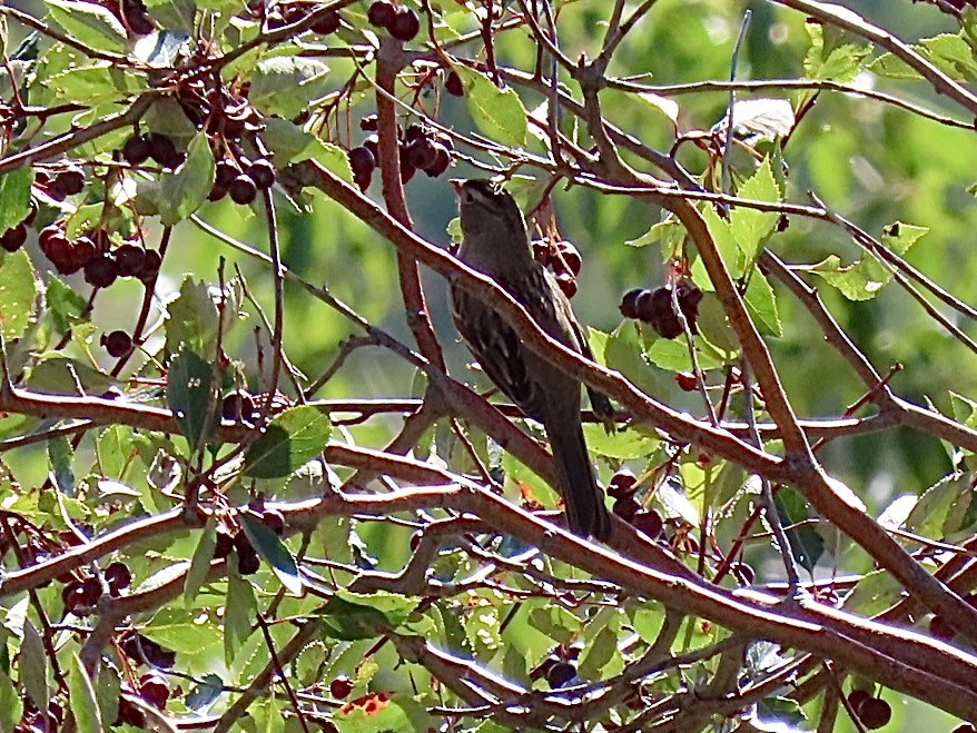 strnadec bělopásý (ssp. oriantha) - ML641753339