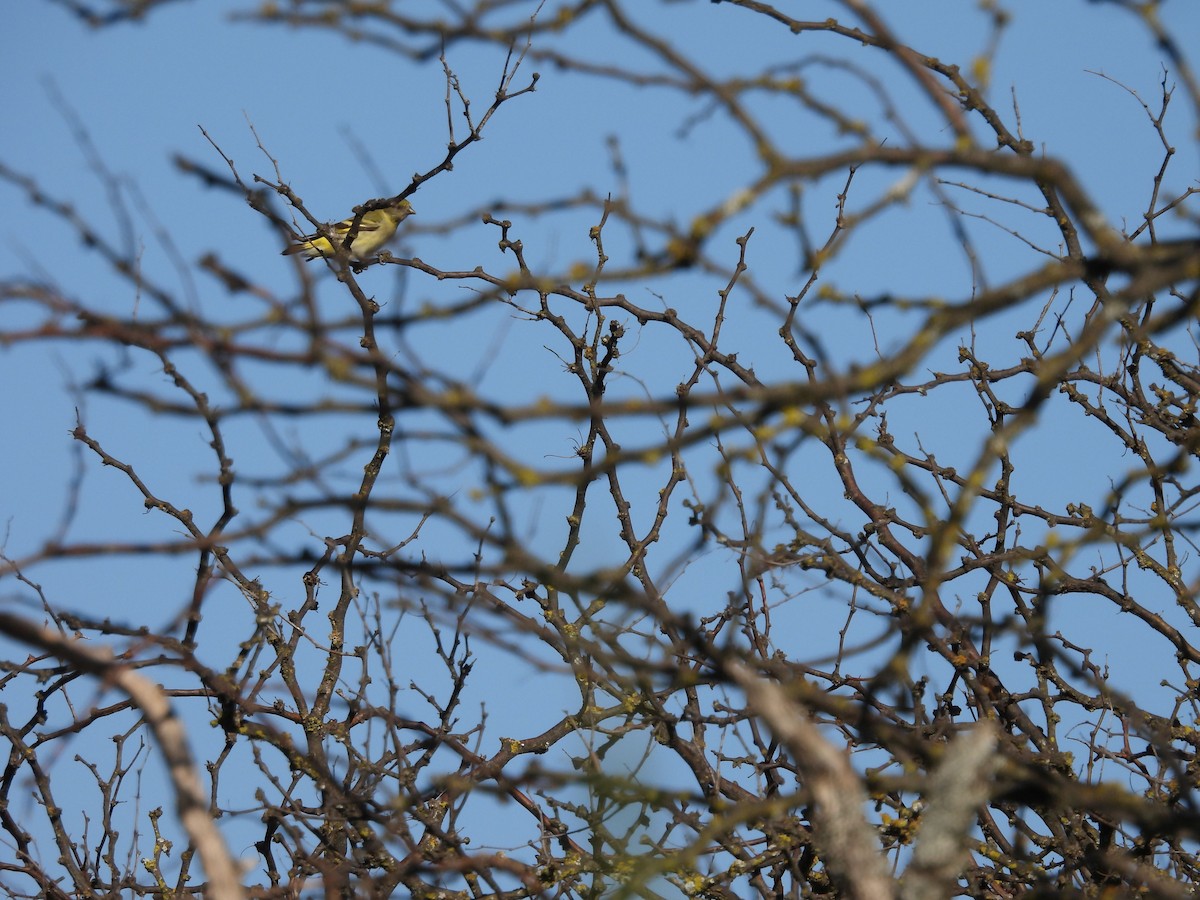 Hooded Siskin - ML641753387