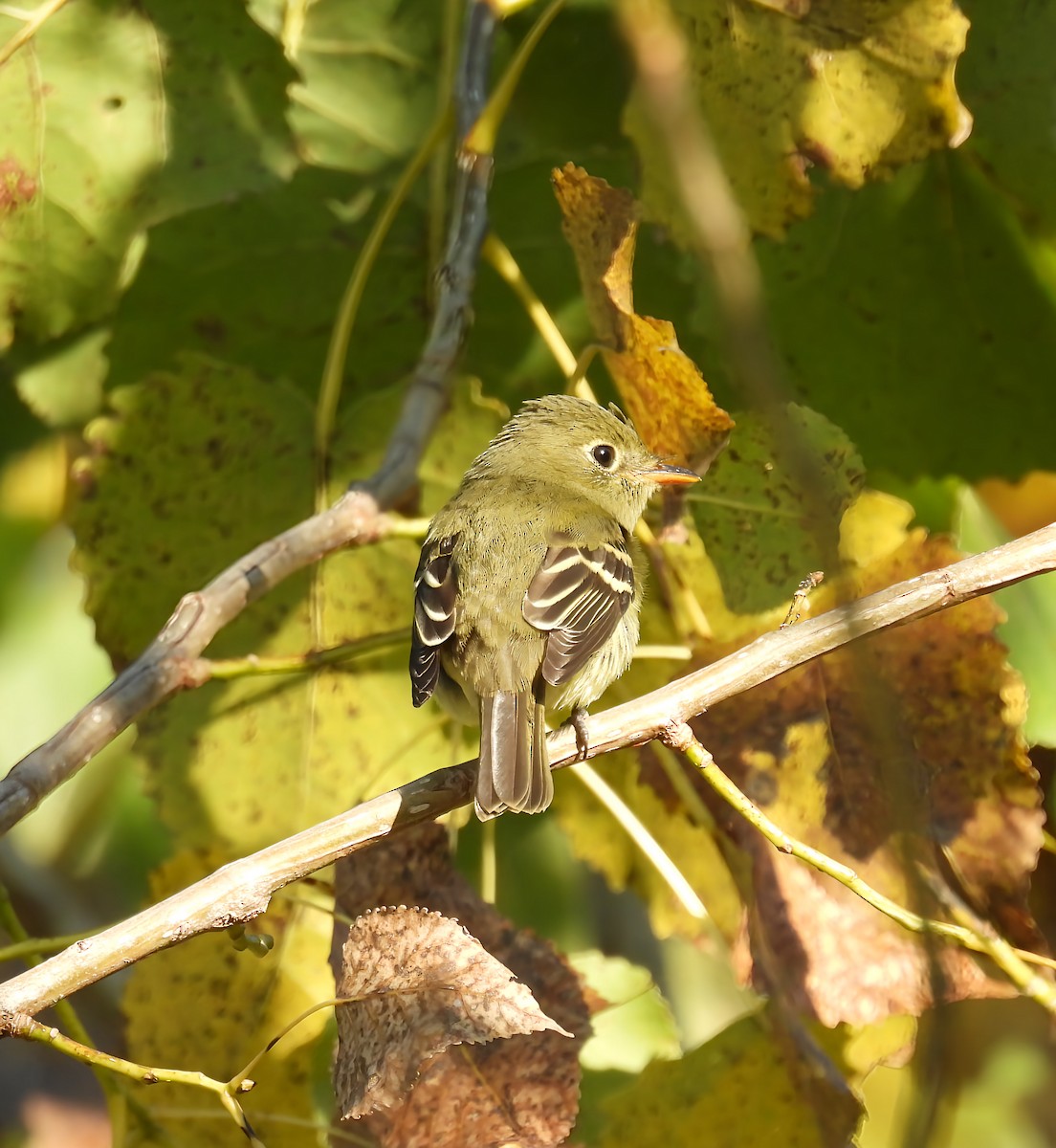 Yellow-bellied Flycatcher - ML641753402