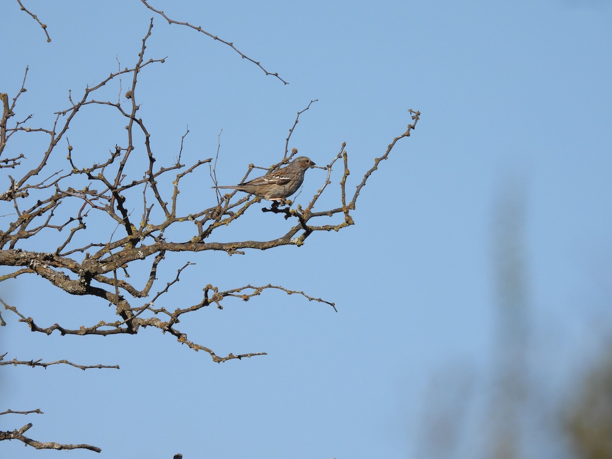 Mourning Sierra Finch - ML641753404