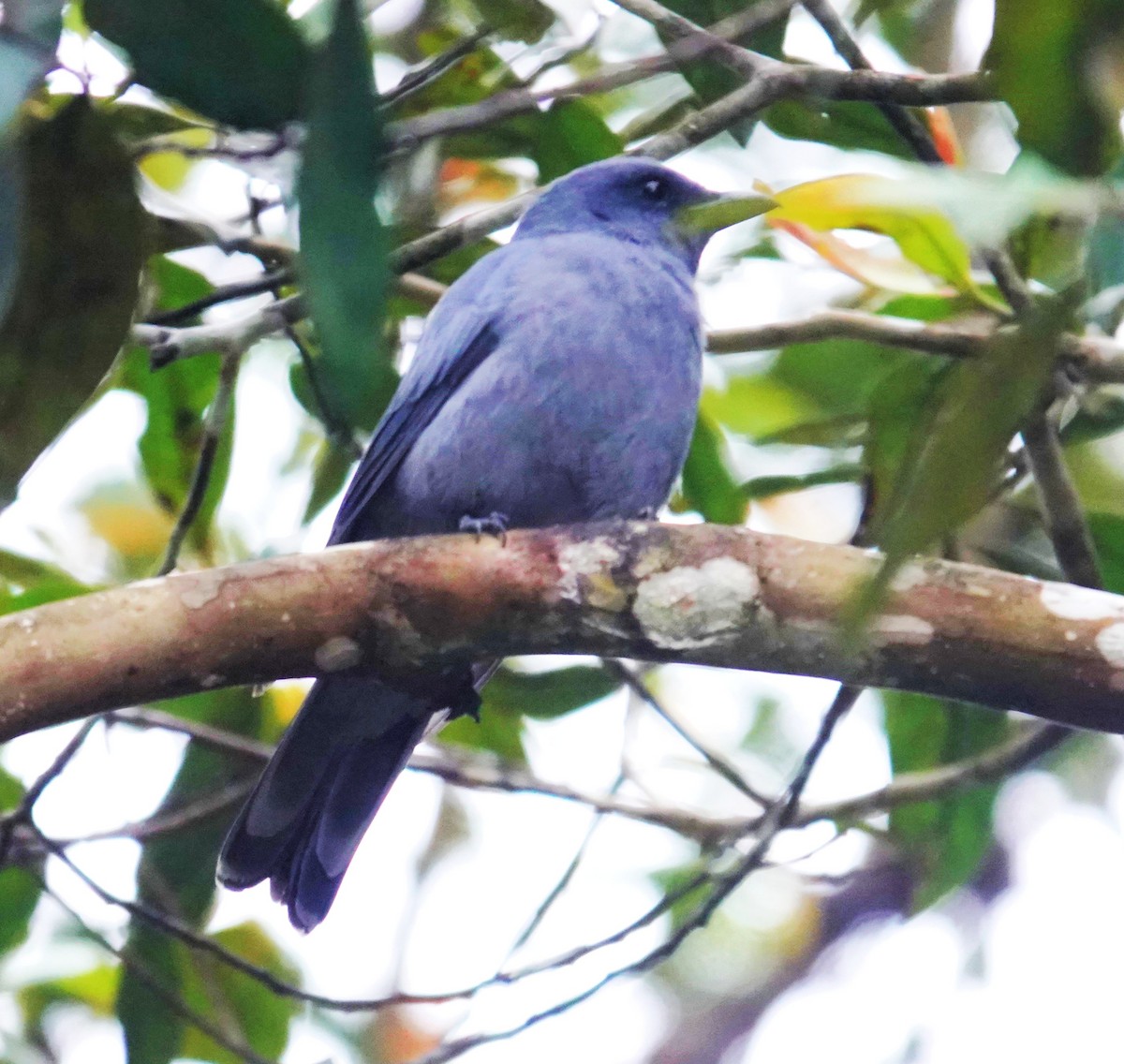 Sunda Cuckooshrike - ML641753457