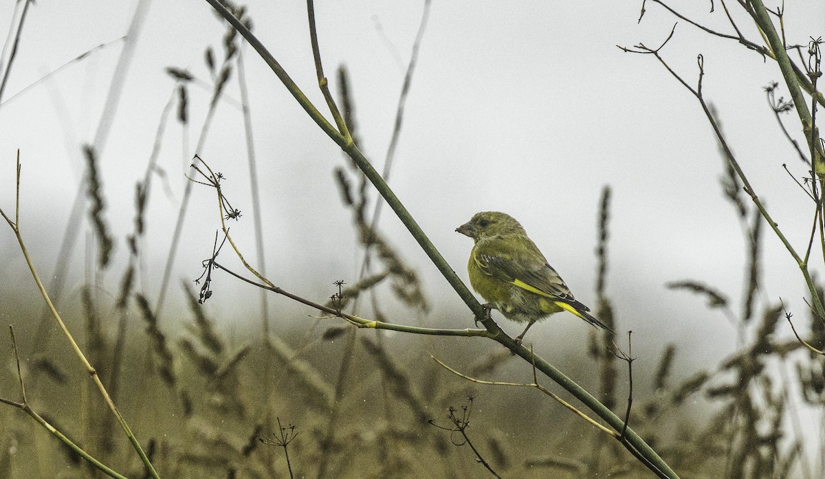 European Greenfinch - ML641753503