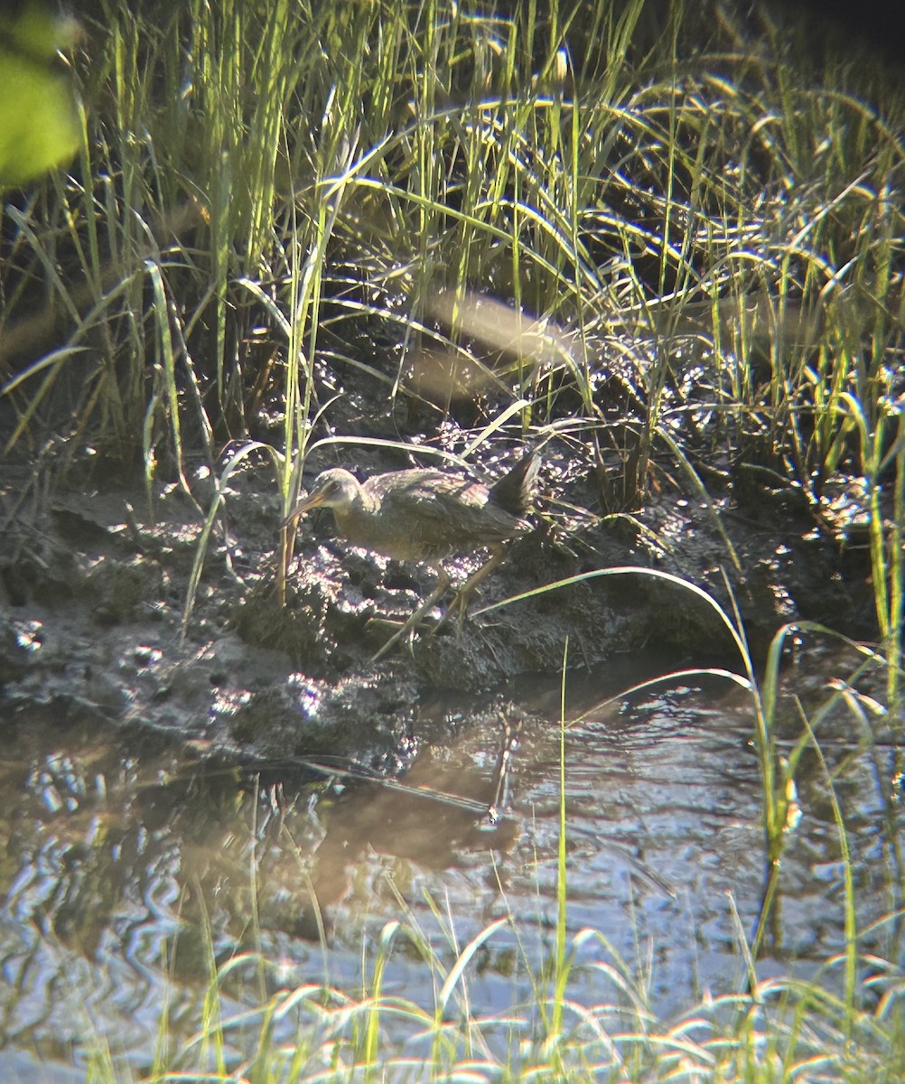 Clapper Rail - ML641753515