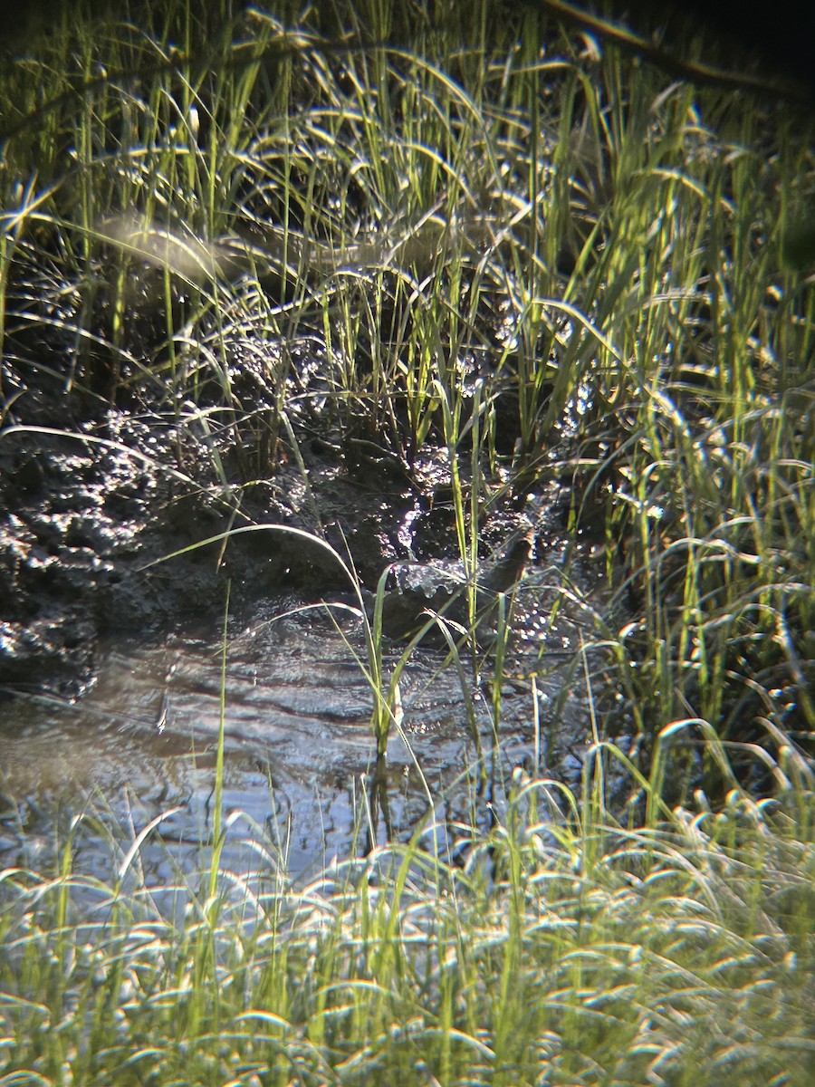 Clapper Rail - ML641753516
