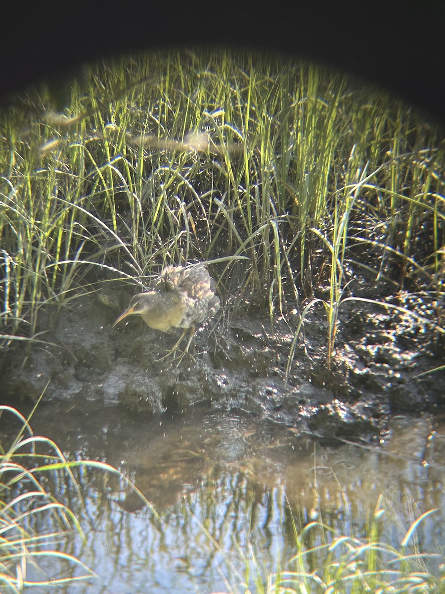 Clapper Rail - ML641753517