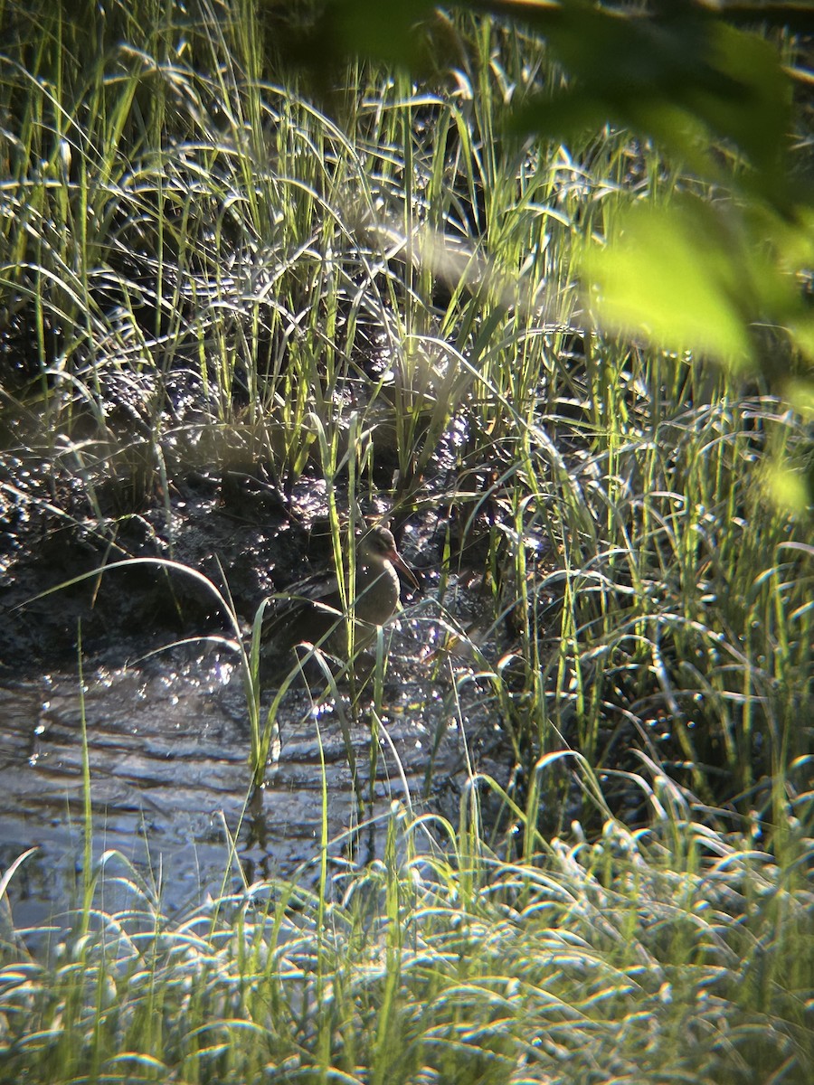 Clapper Rail - ML641753518
