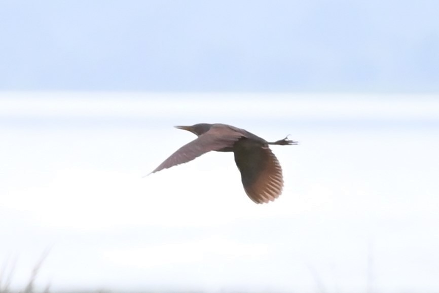 Cinnamon Bittern - ML641753562