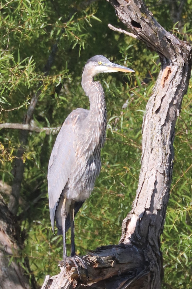 Great Blue Heron - ML641753570