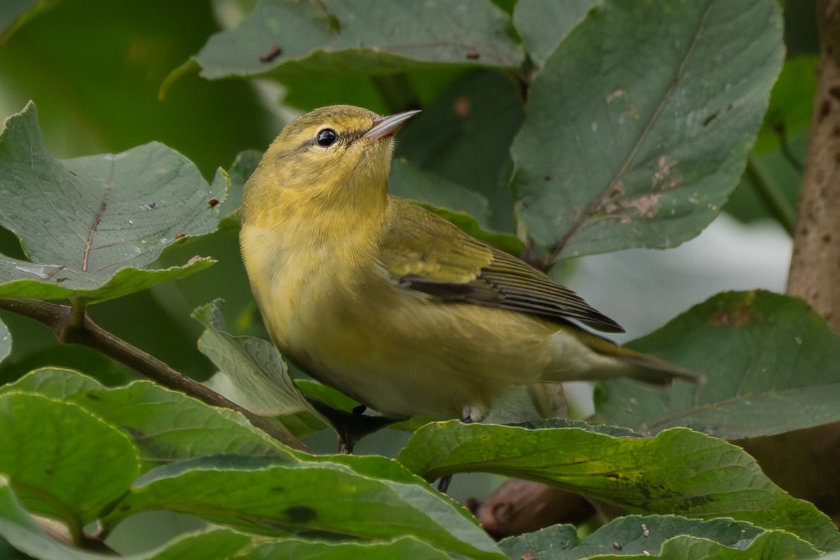 Tennessee Warbler - ML641753595