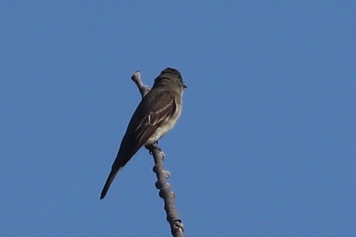 Eastern Wood-Pewee - ML641753596