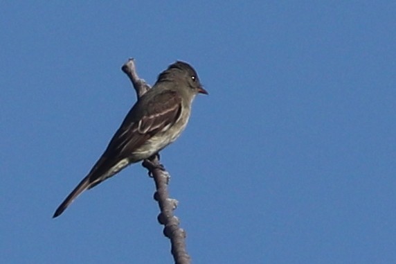 Eastern Wood-Pewee - ML641753597