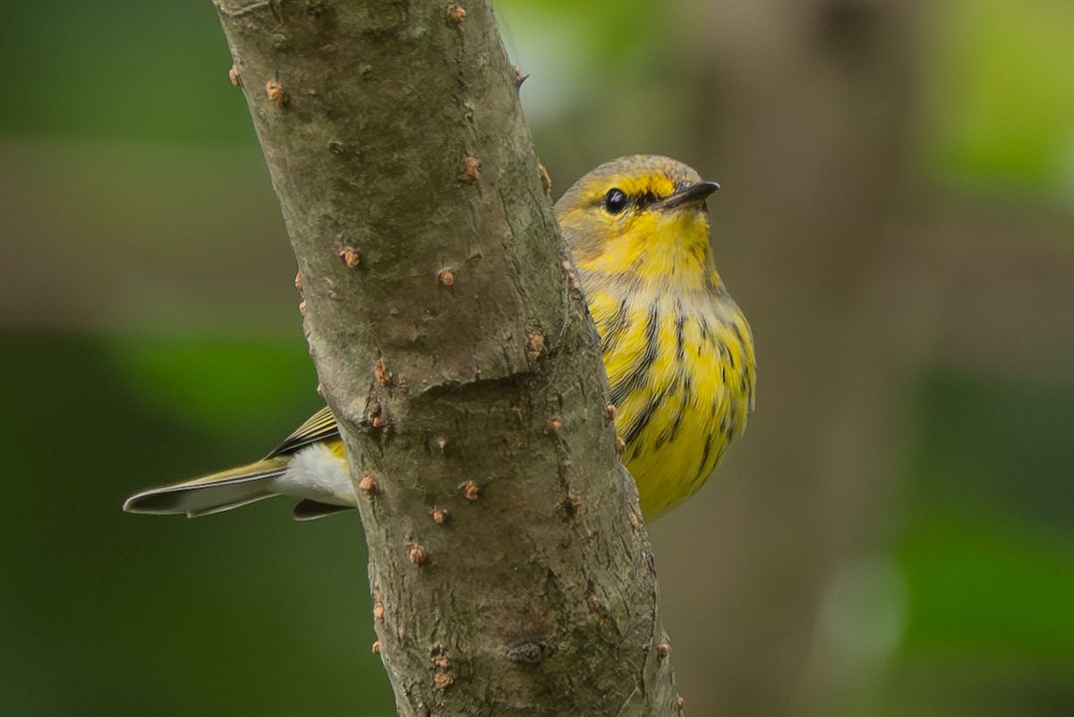 Cape May Warbler - ML641753609