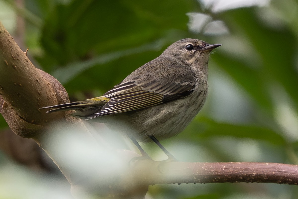Cape May Warbler - ML641753610