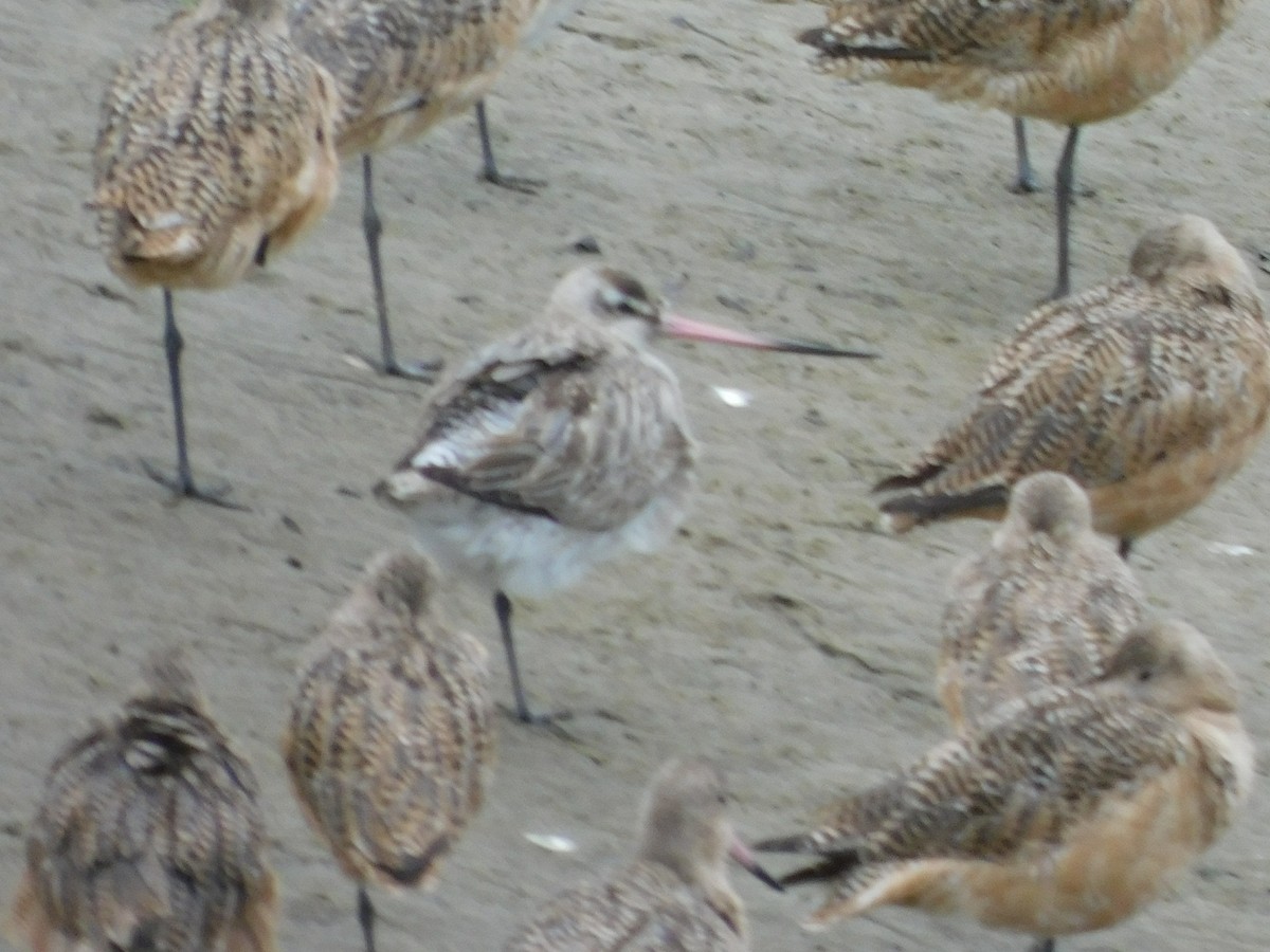 斑尾鷸 - ML641753611