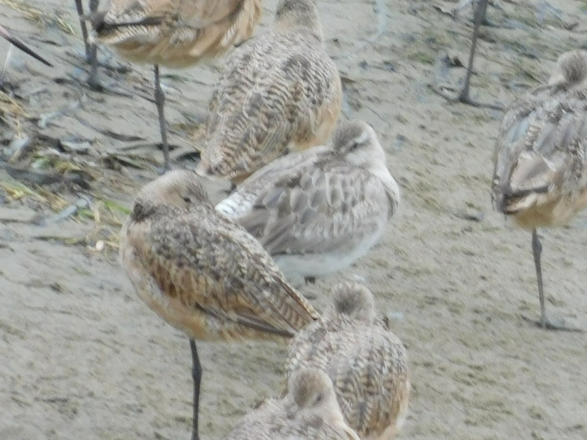 斑尾鷸 - ML641753650