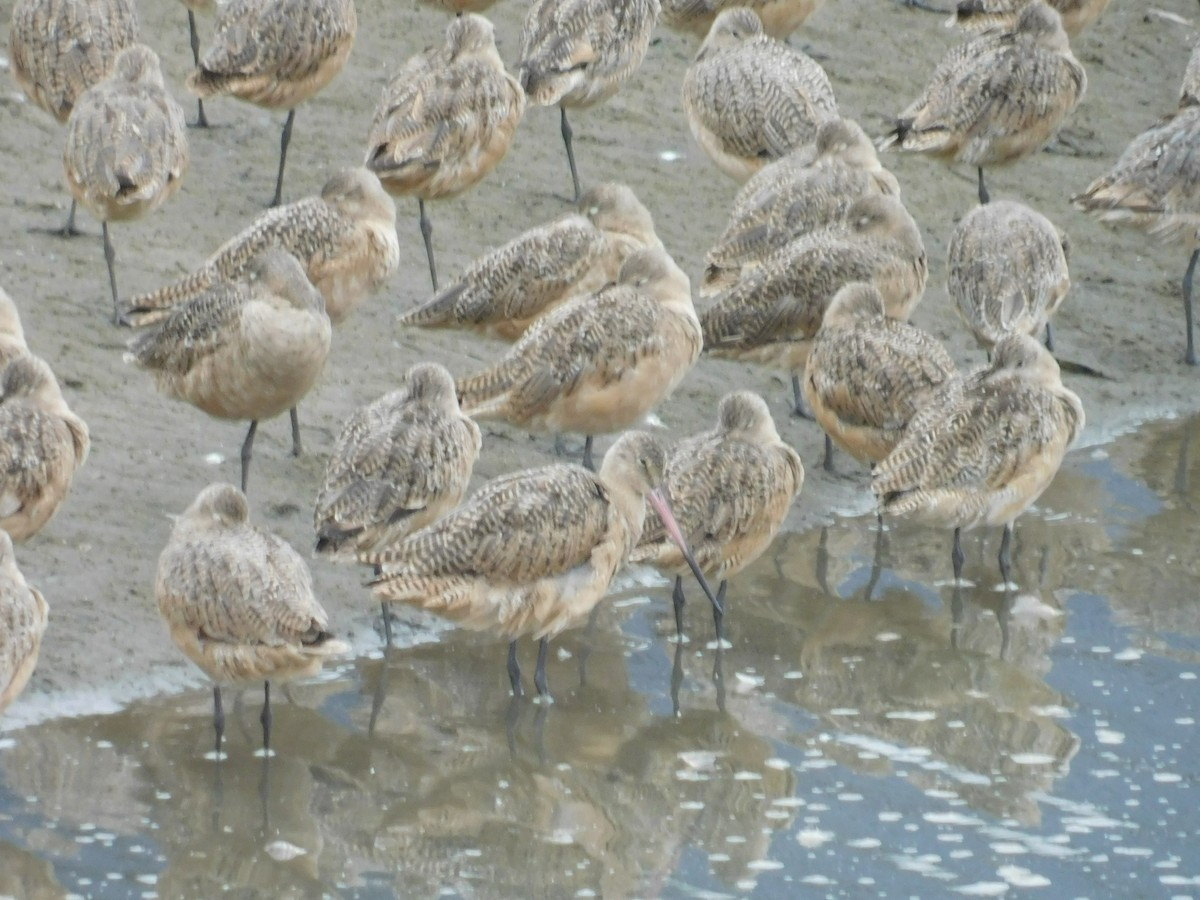 Marbled Godwit - ML641753662