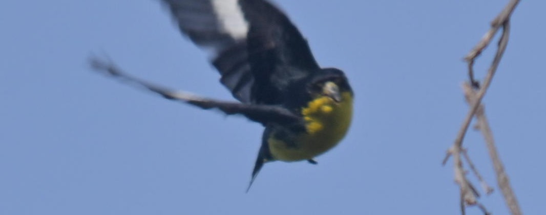 Scrub Euphonia - ML641753698