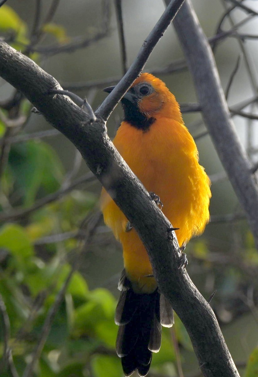 Altamira Oriole - ML641753702