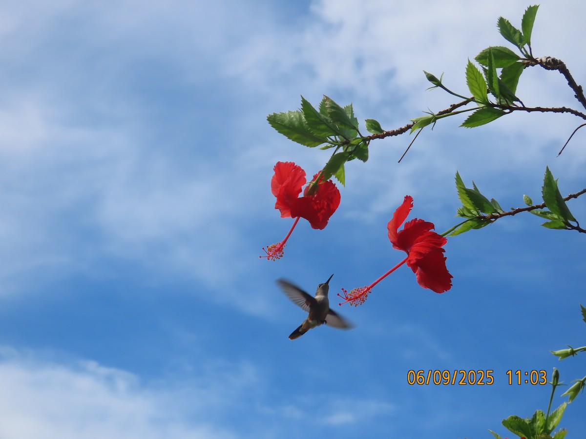 Bahama Woodstar - ML641753757