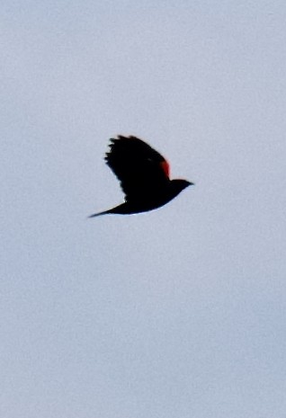 Red-winged Blackbird - ML641753760