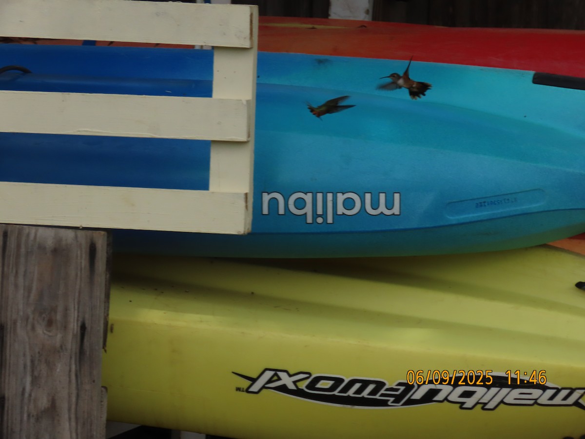 Bahama Woodstar - ML641753764